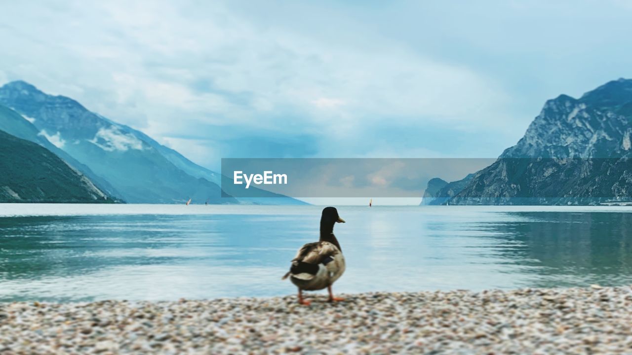 BIRD ON A LAKE AGAINST MOUNTAIN