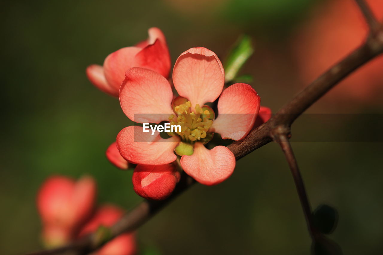 Close-up of red flowering plant