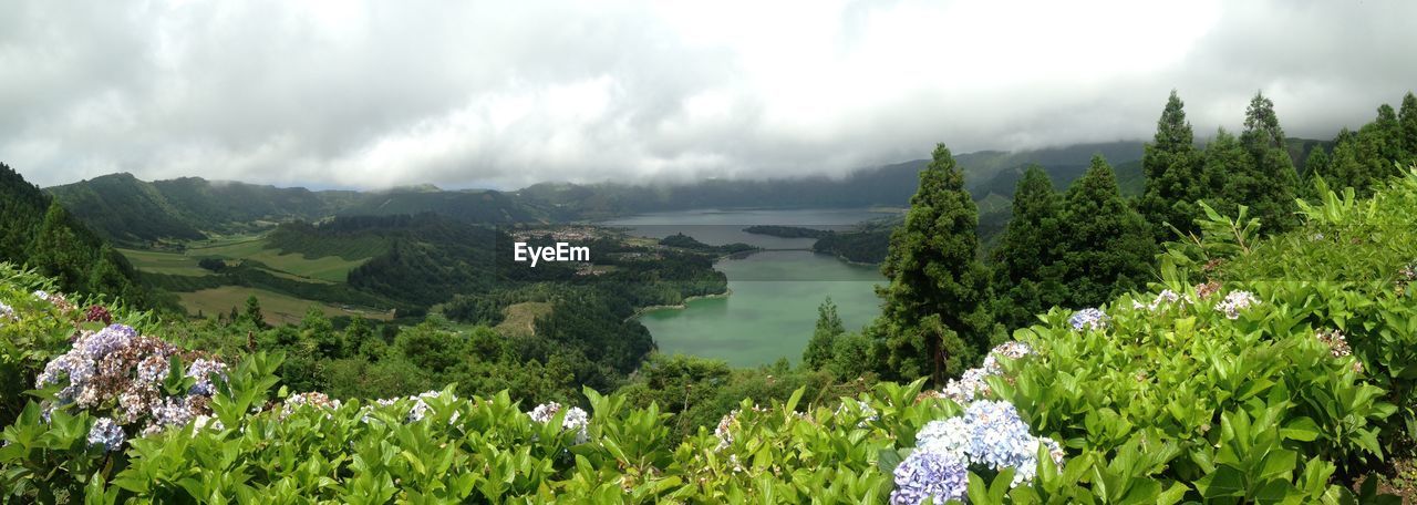 Panoramic view of trees on landscape against sky