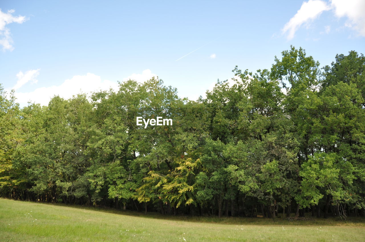 TREES GROWING IN FIELD AGAINST SKY