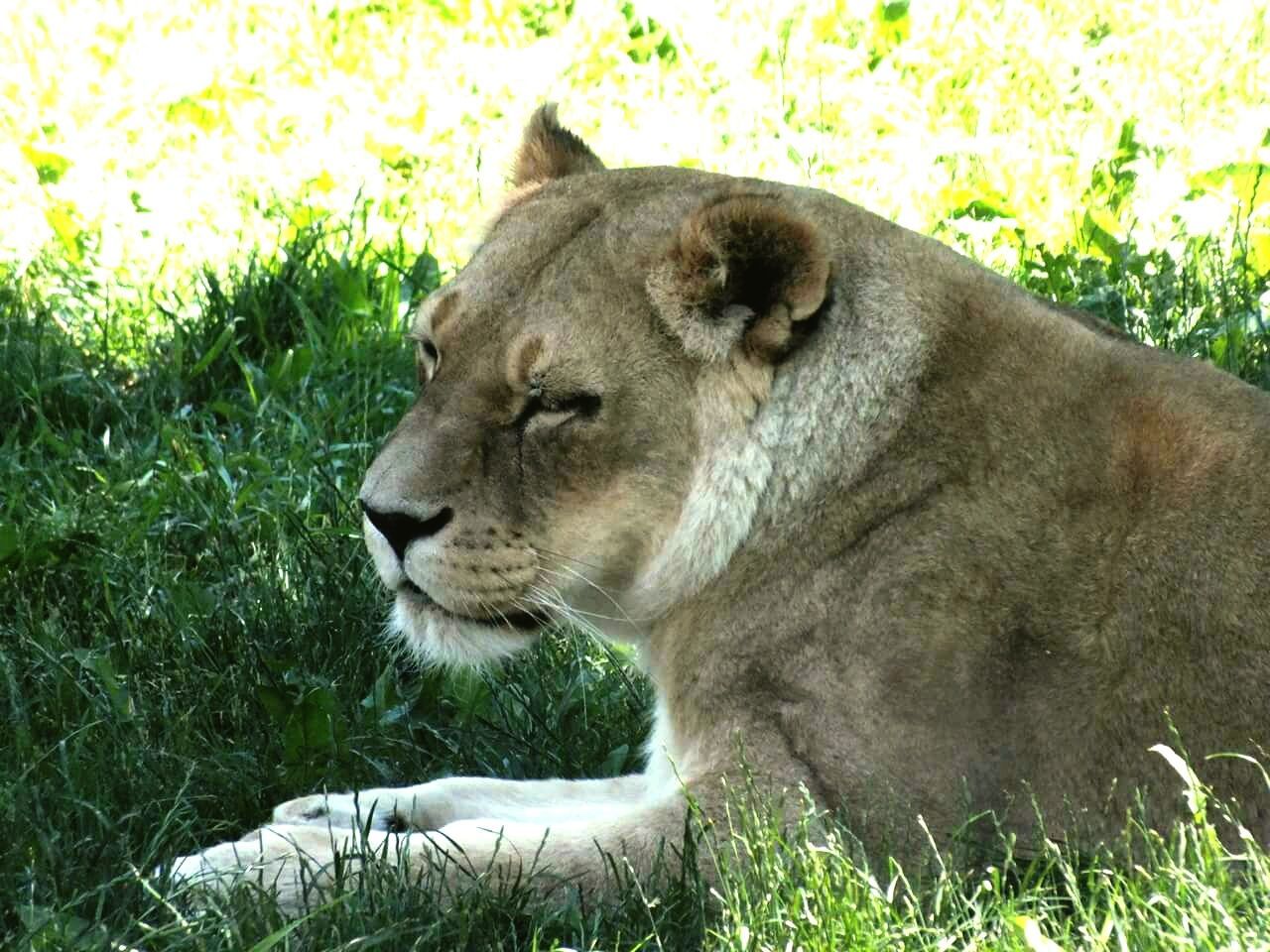 Close-up of lioness lying on grass in shadow