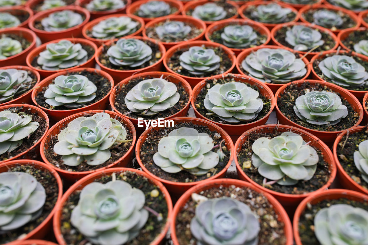 FULL FRAME SHOT OF SUCCULENT PLANTS IN GLASS