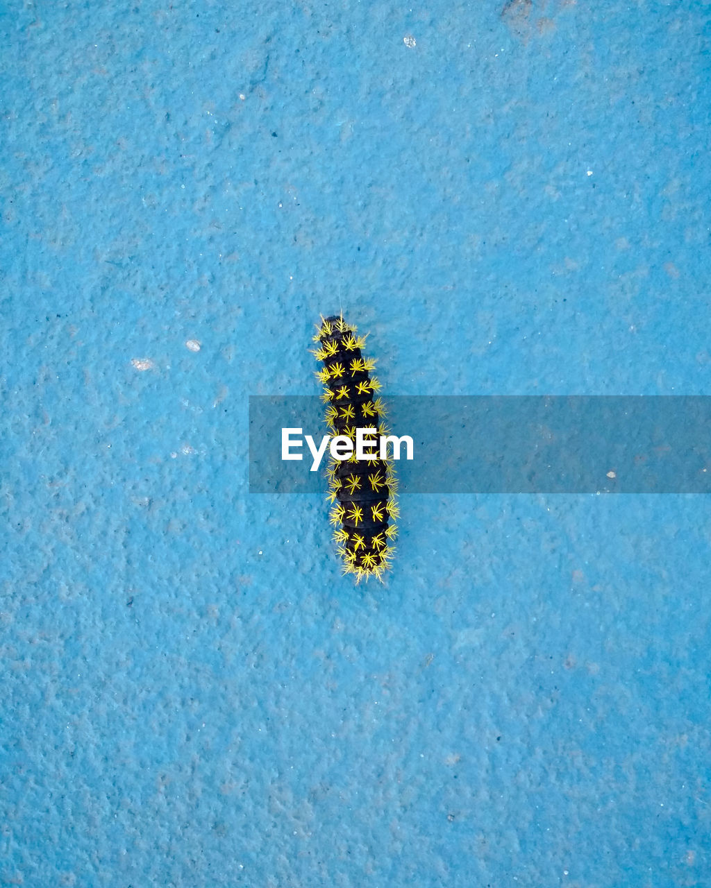 High angle view of an insect on blue wall