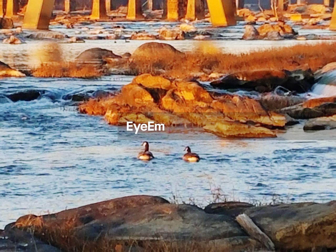 BIRD PERCHING ON WATER