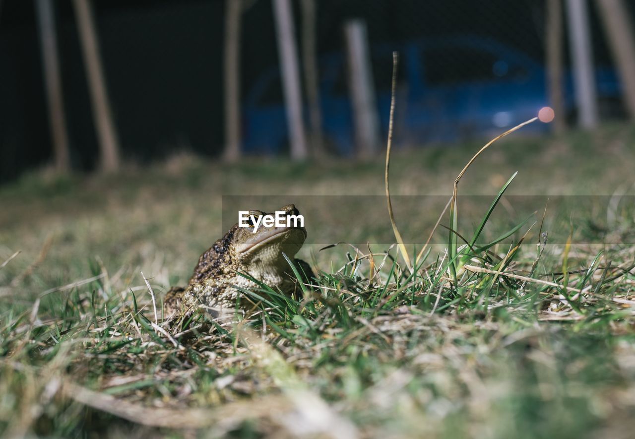 CLOSE-UP OF SQUIRREL ON FIELD