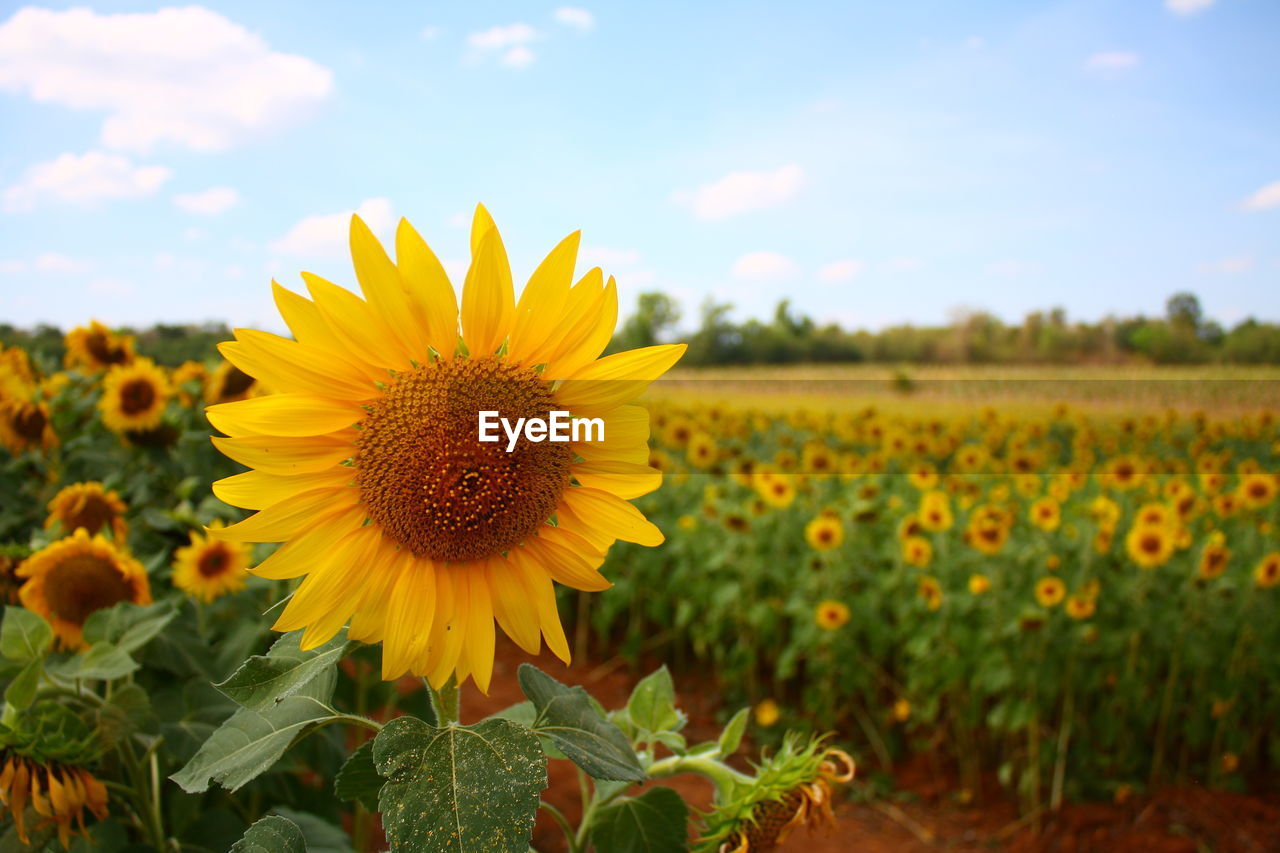 Close-up of sunflower on field against sky