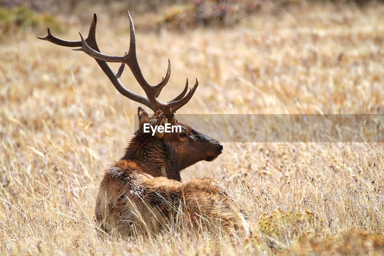 Close-up of stag resting on grassy field at rocky mountain national park during sunny day