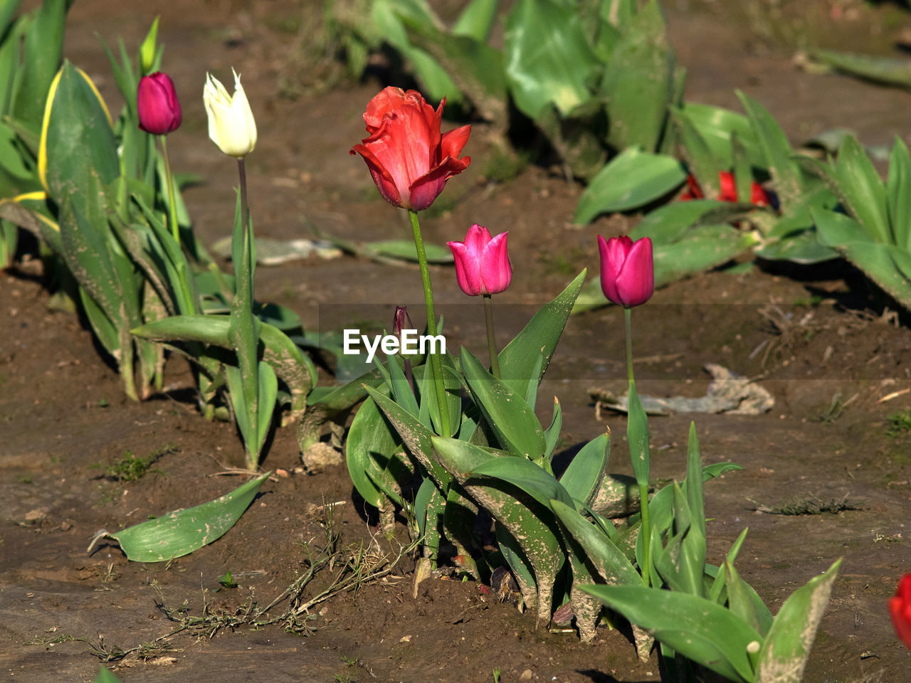 CLOSE-UP OF FRESH FLOWERS BLOOMING IN PARK