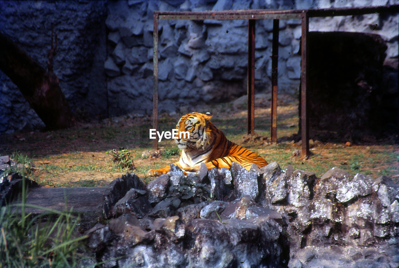 tiger, animal, animal themes, big cat, feline, animal wildlife, nature, wildlife, one animal, no people, cat, mammal, day, outdoors, architecture, zoo, plant, carnivora, rock