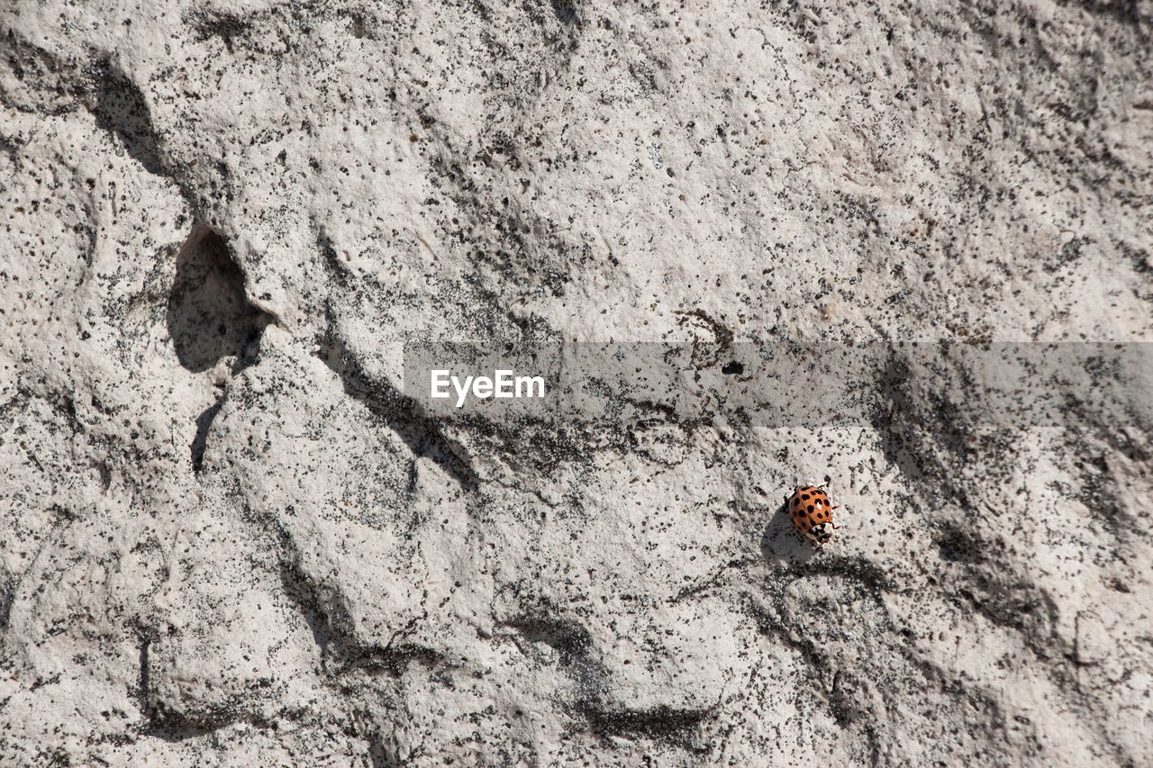 High angle view of ladybug on rock