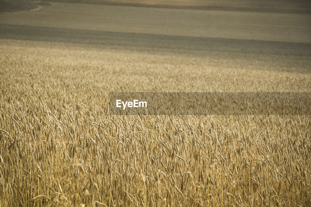 Scenic view of wheat field