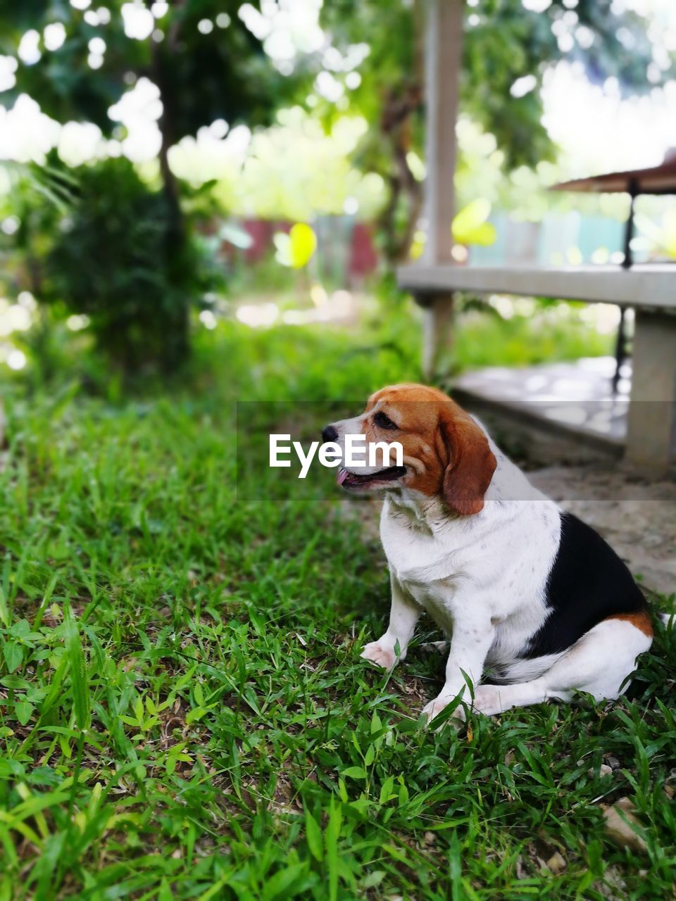 DOG LOOKING AWAY WHILE SITTING ON GRASS