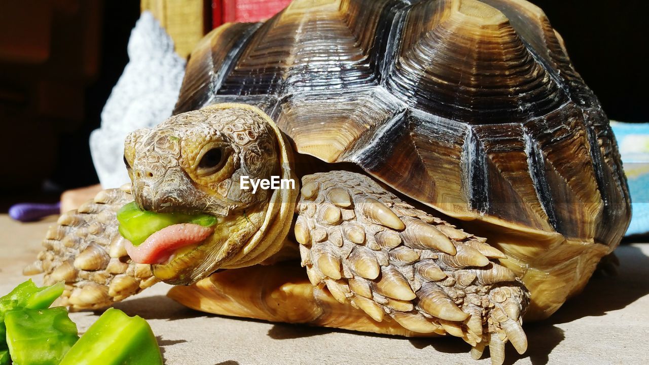 Close-up of turtle