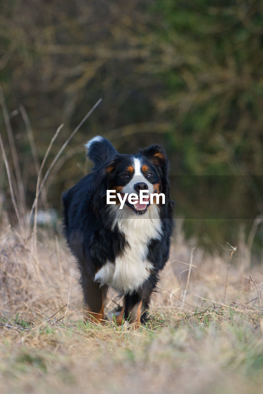 VIEW OF DOG RUNNING IN FIELD