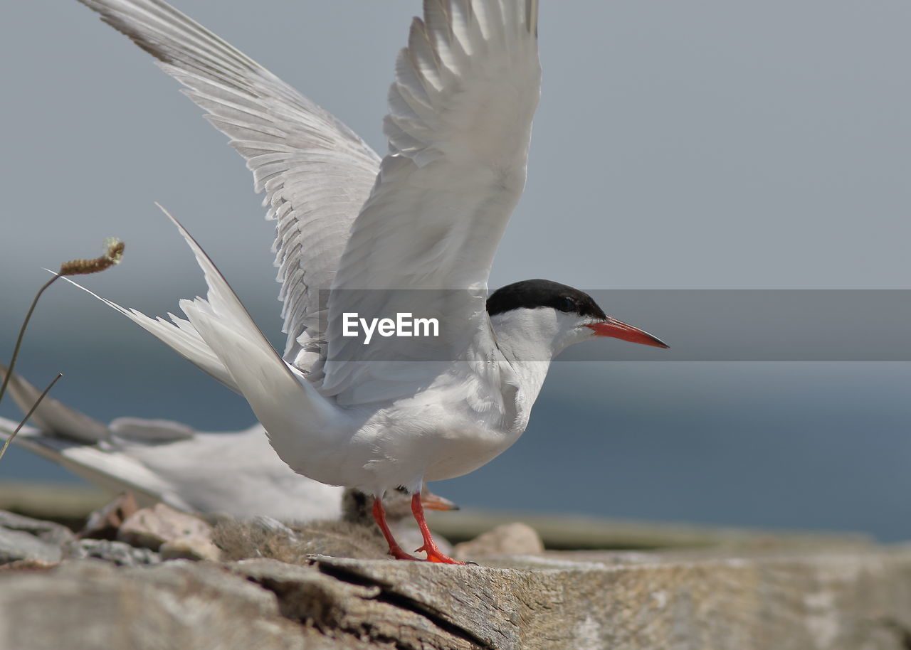 SEAGULL FLYING IN A ROCK