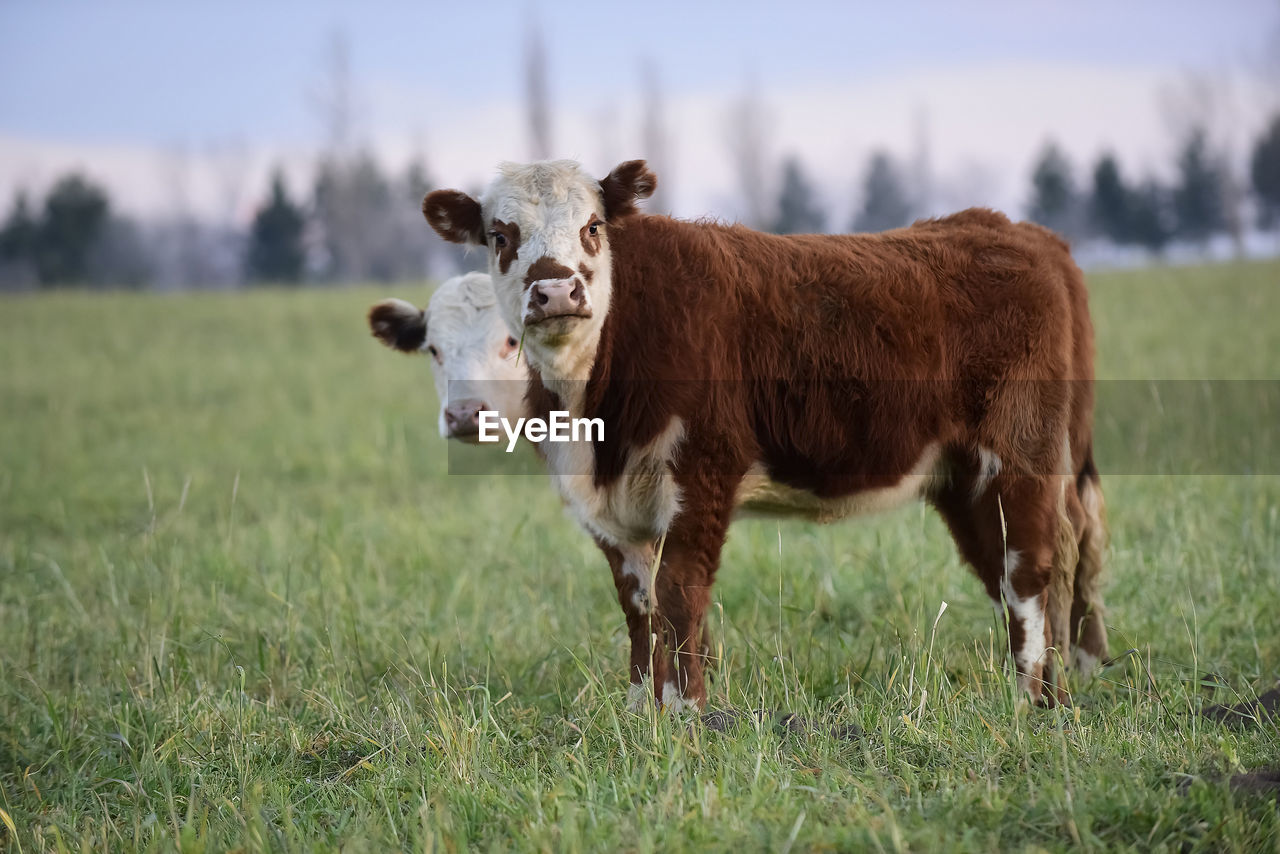 horse standing on field