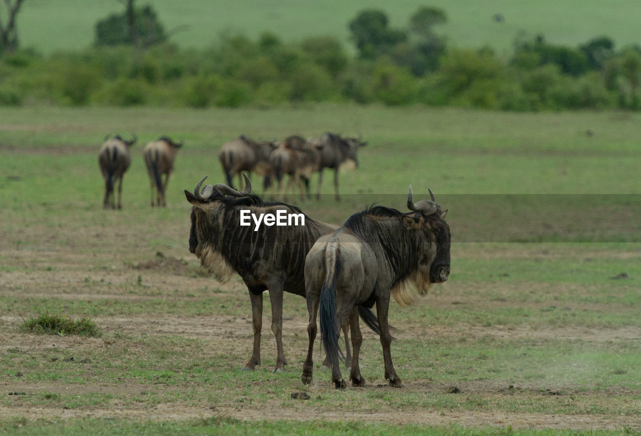 Wildebeest in front of their herd