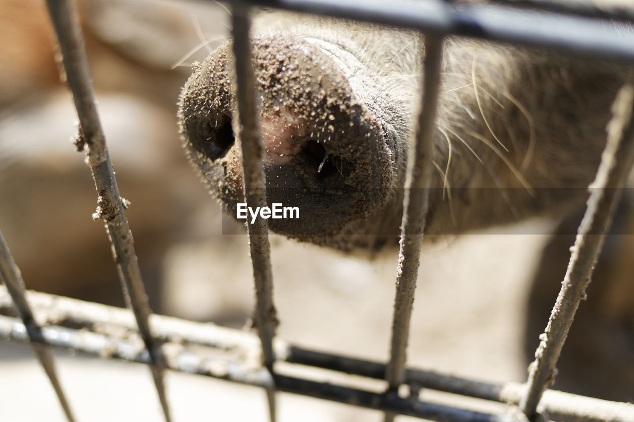 Cropped image of pig in cage