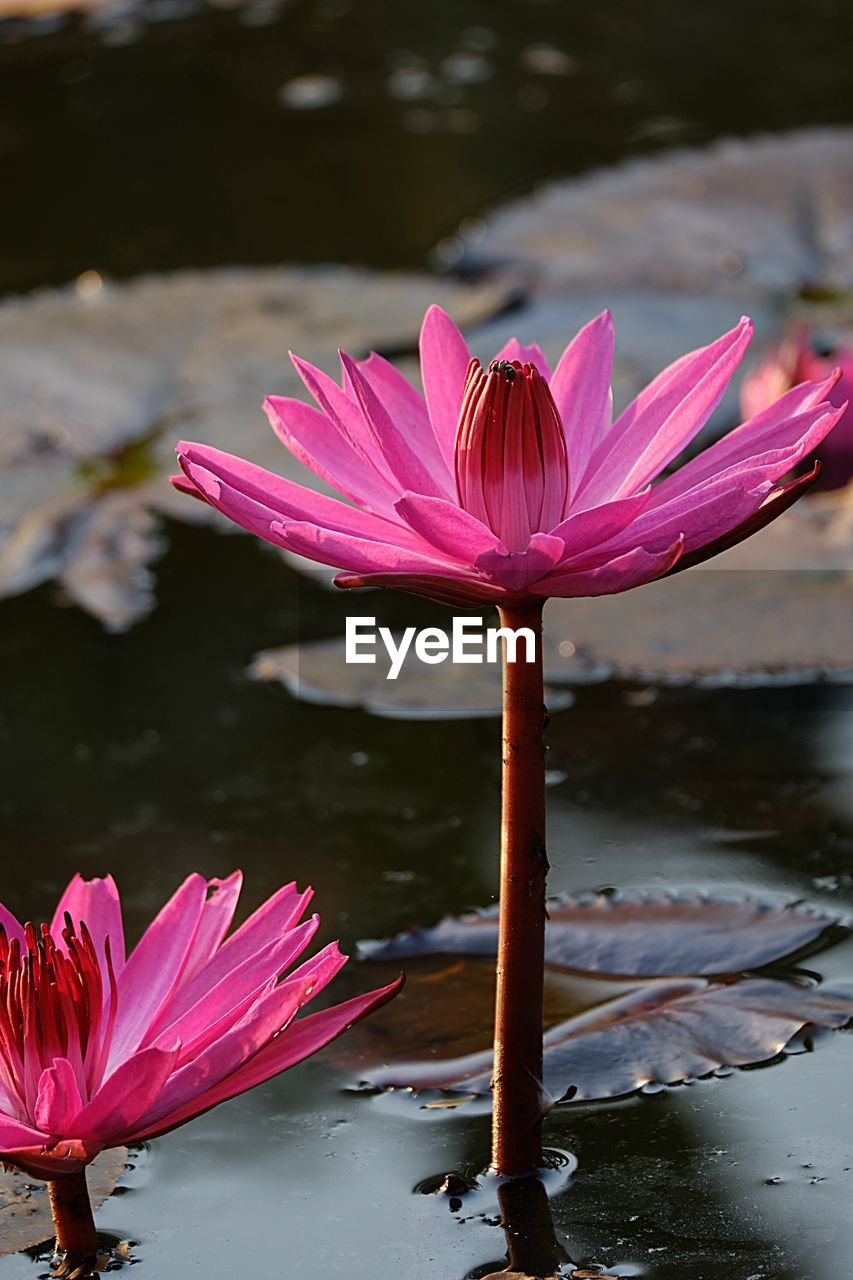 CLOSE-UP OF PINK WATER LILY