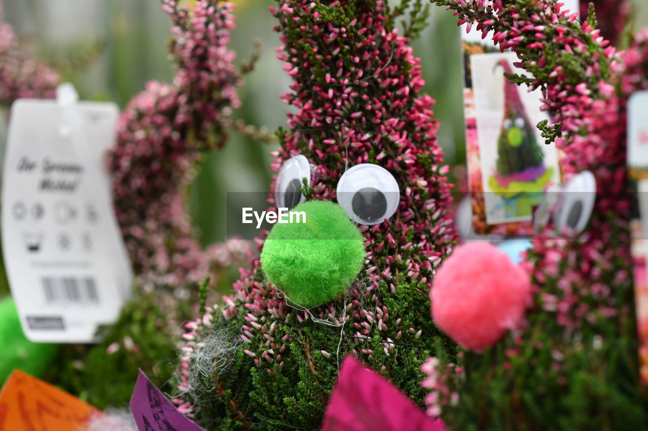 CLOSE-UP OF FLOWER PLANTS