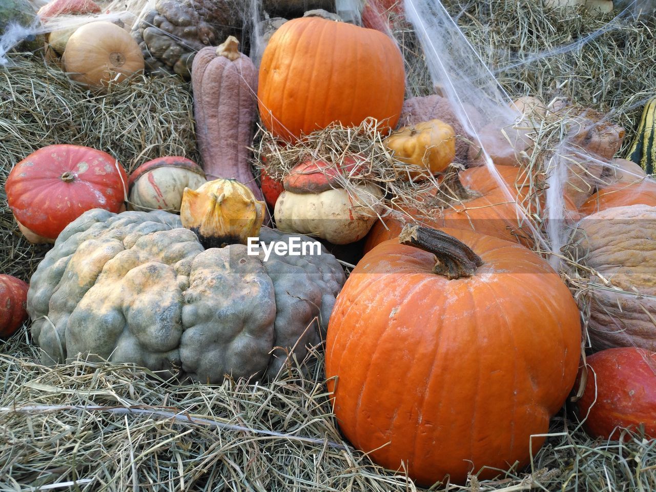 PUMPKINS ON FIELD DURING AUTUMN