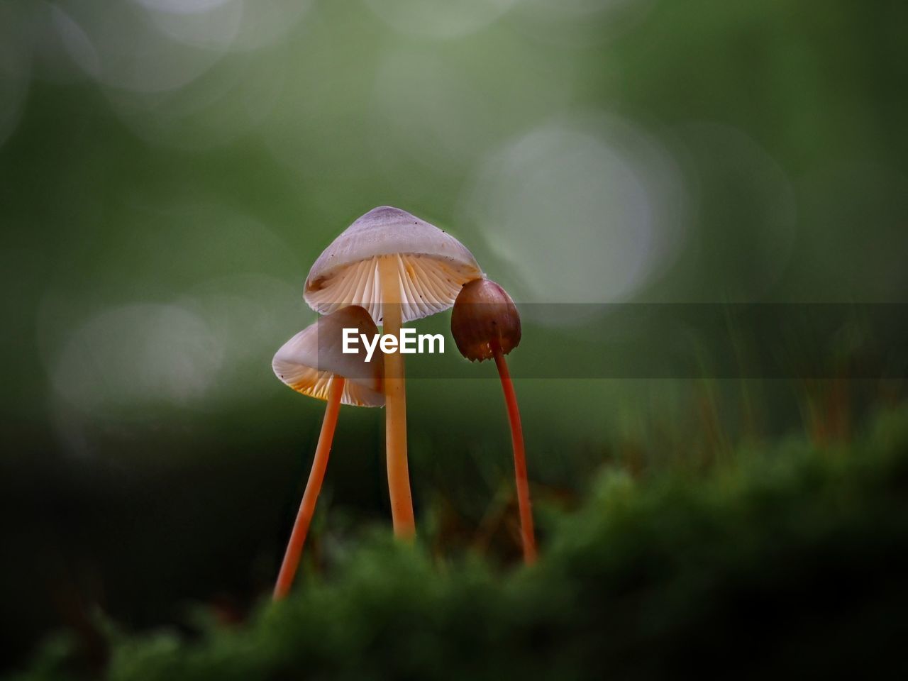 Close-up of fly agaric mushroom