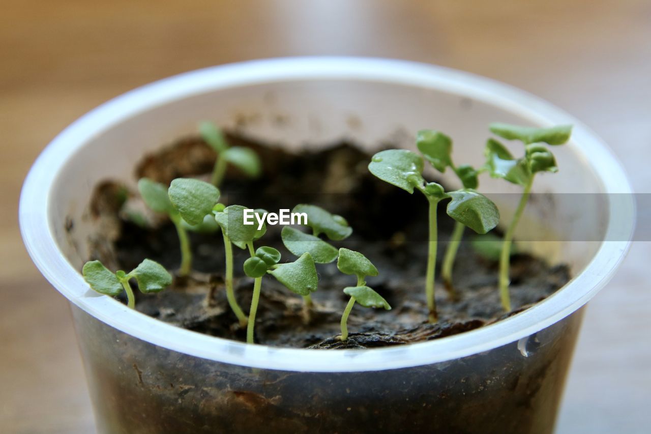 Close-up of potted herb plant grown from seeds on table