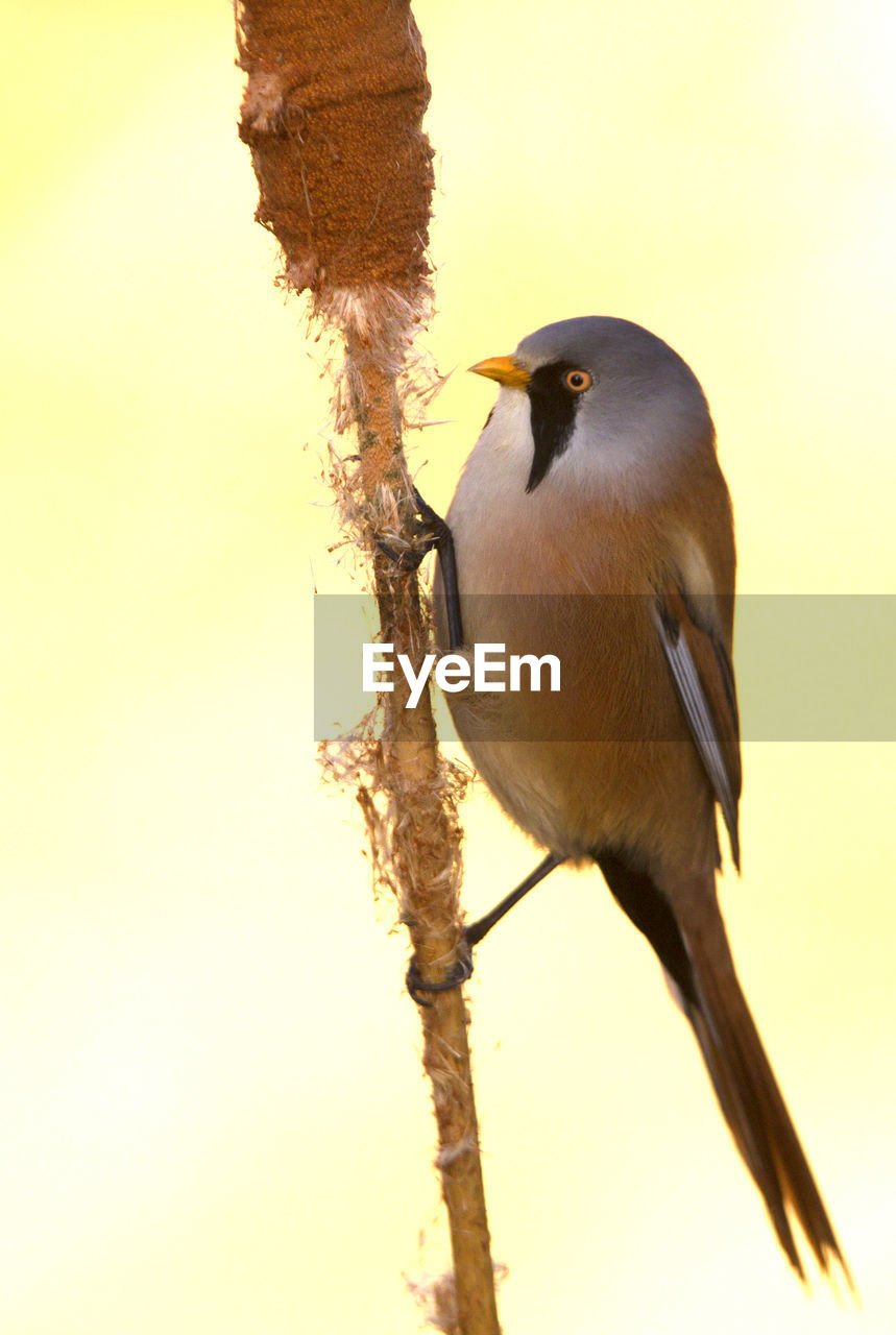 CLOSE-UP OF BIRD PERCHING ON BRANCH