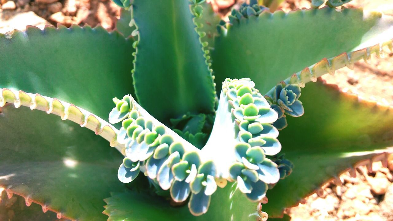 CLOSE-UP OF GREEN CACTUS