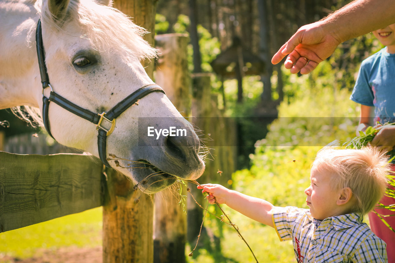 Children feeding a white horse on paddock of farm. little girl and little boy are feeding a horse.