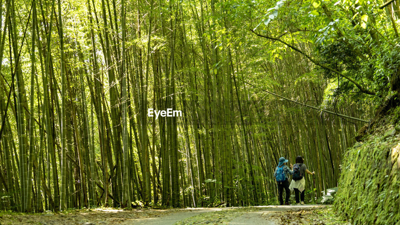 People walking in the bamboo forest