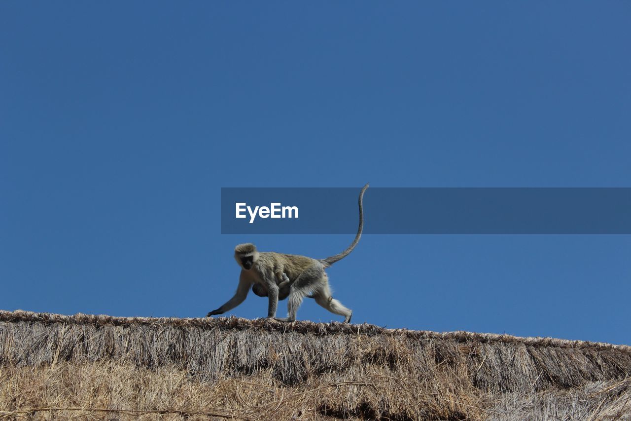 Low angle view of monkey standing against clear blue sky