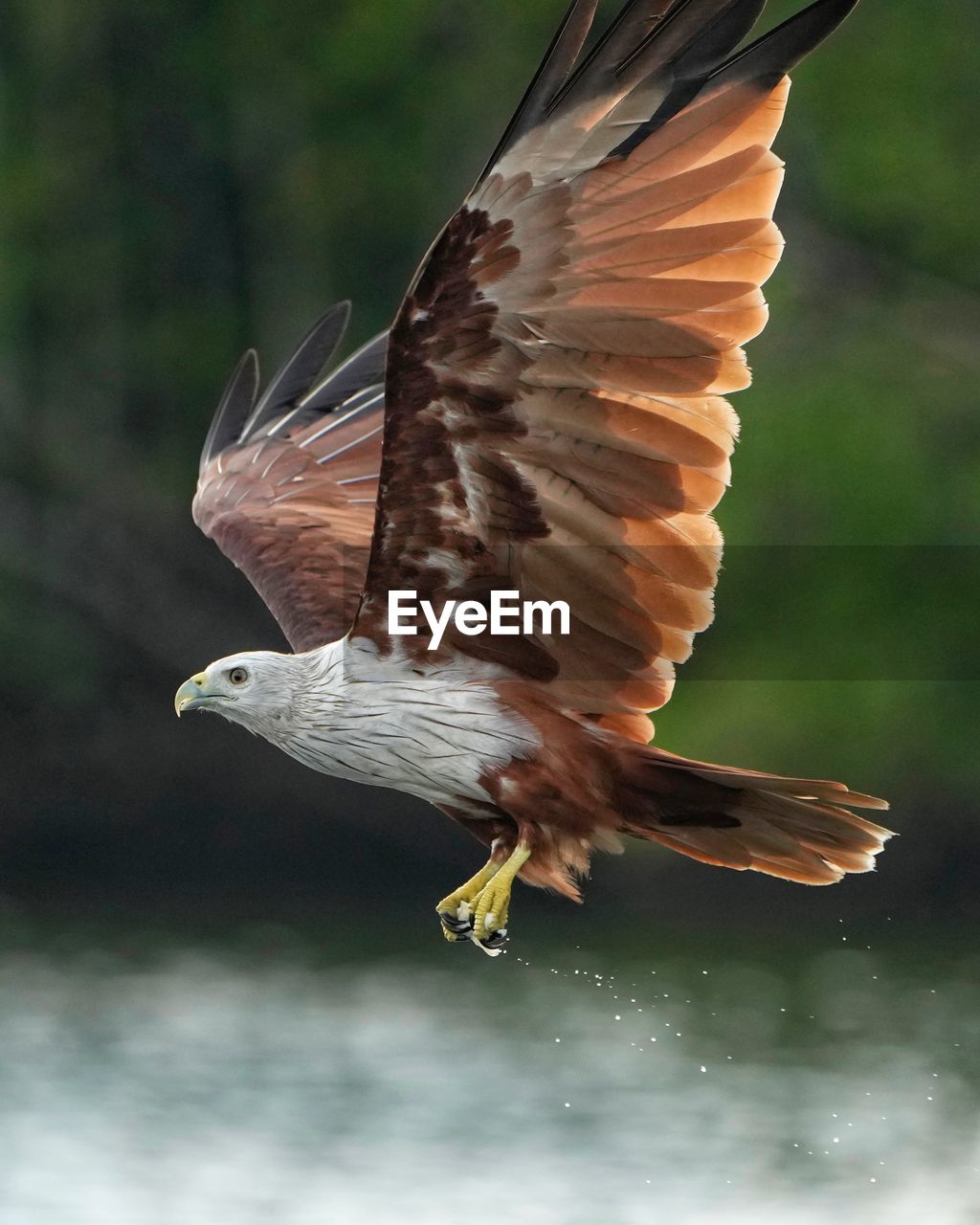 animal themes, animal, bird, animal wildlife, flying, wildlife, one animal, animal body part, spread wings, beak, bird of prey, wing, animal wing, nature, beauty in nature, eagle, motion, outdoors, buzzard, no people, feather, mid-air