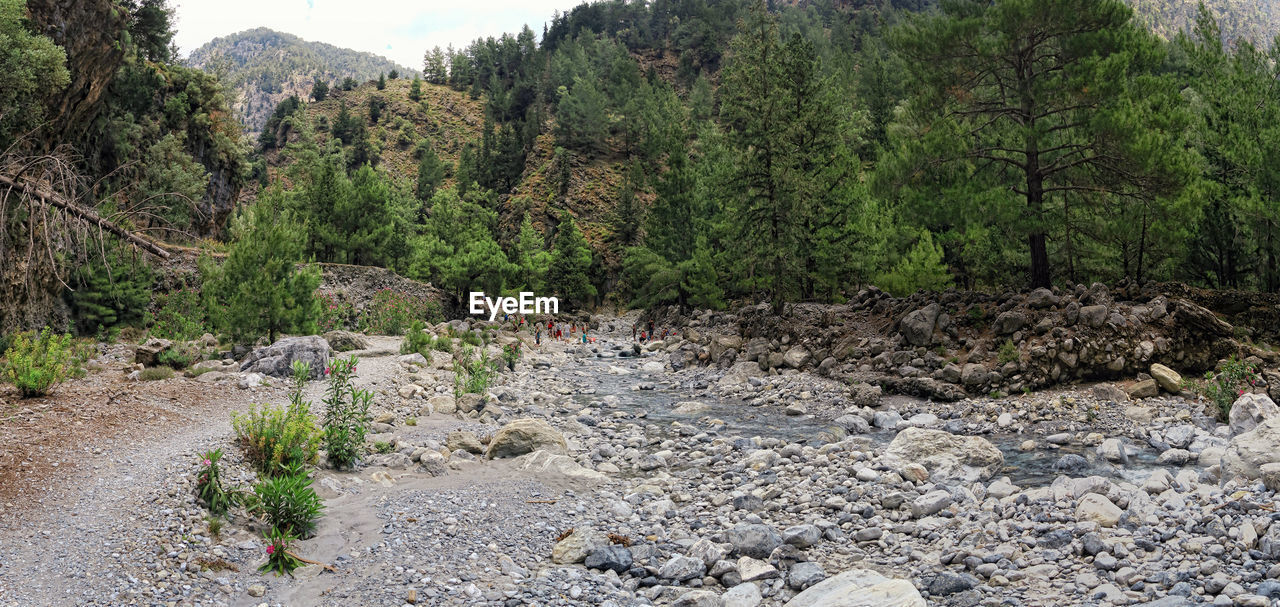 Plants growing on rock by stream in forest