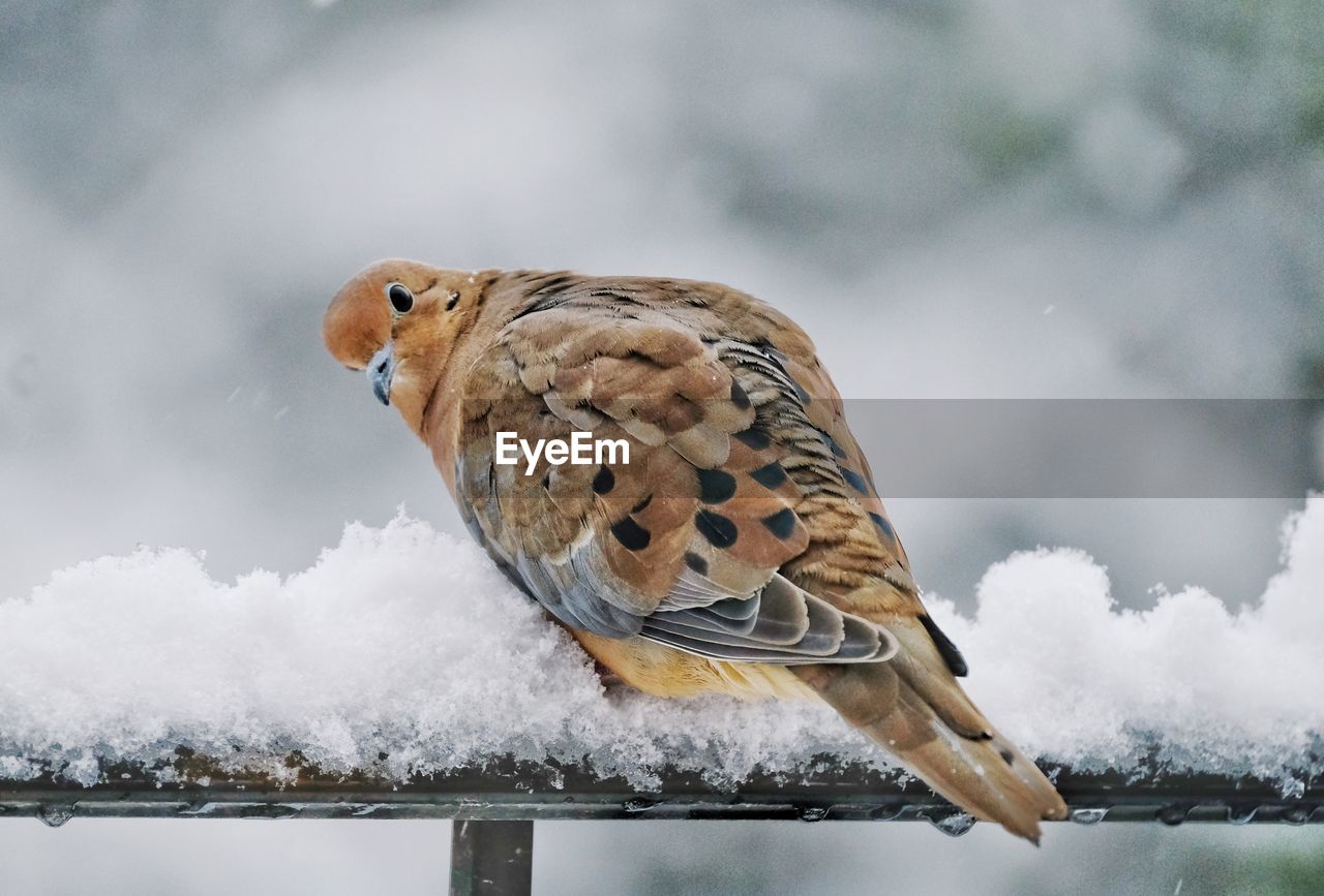 BIRD PERCHING ON SNOW