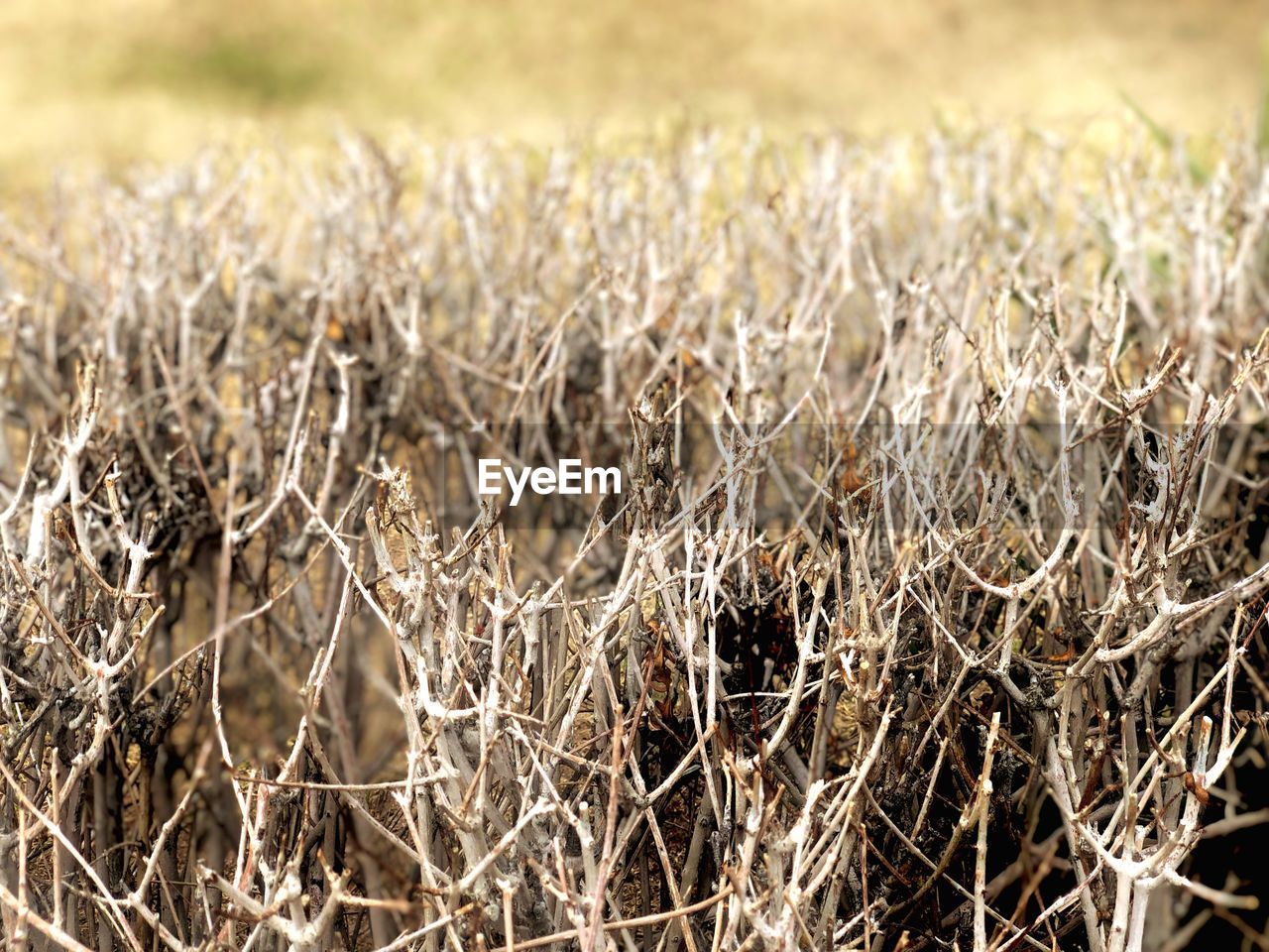 Close-up of crops on field