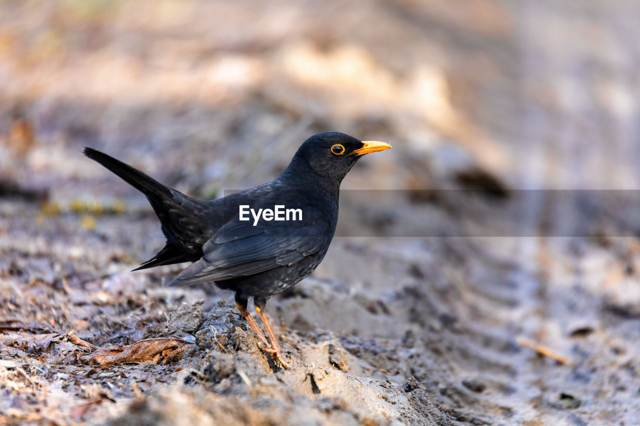 close-up of bird