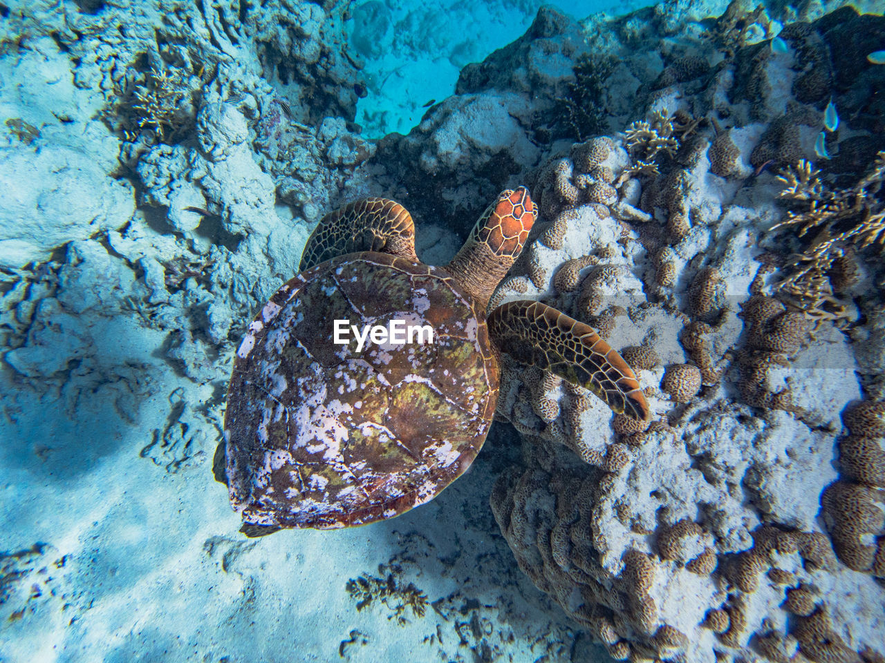 water, animal wildlife, marine biology, wildlife, reef, sea, animal, animal themes, sea life, nature, underwater, coral reef, undersea, marine, high angle view, sea turtle, no people, coral, beauty in nature, group of animals, rock, swimming, outdoors, day, aquarium, fish, land, reptile