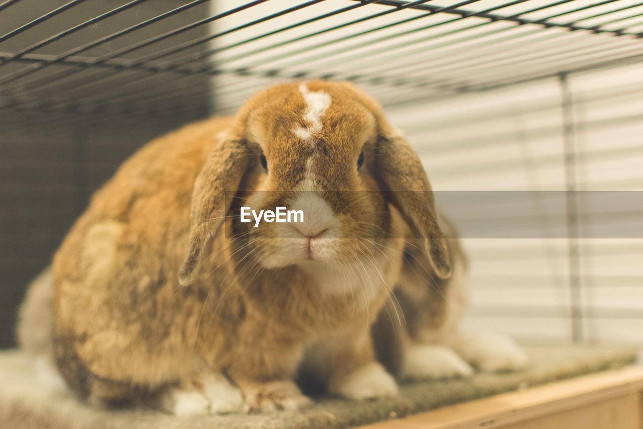 Close-up of rabbit in a cage