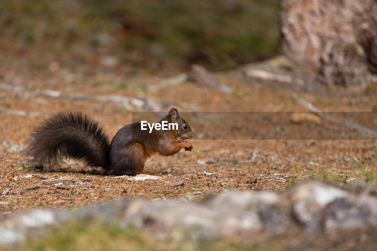 Side view of squirrel on field
