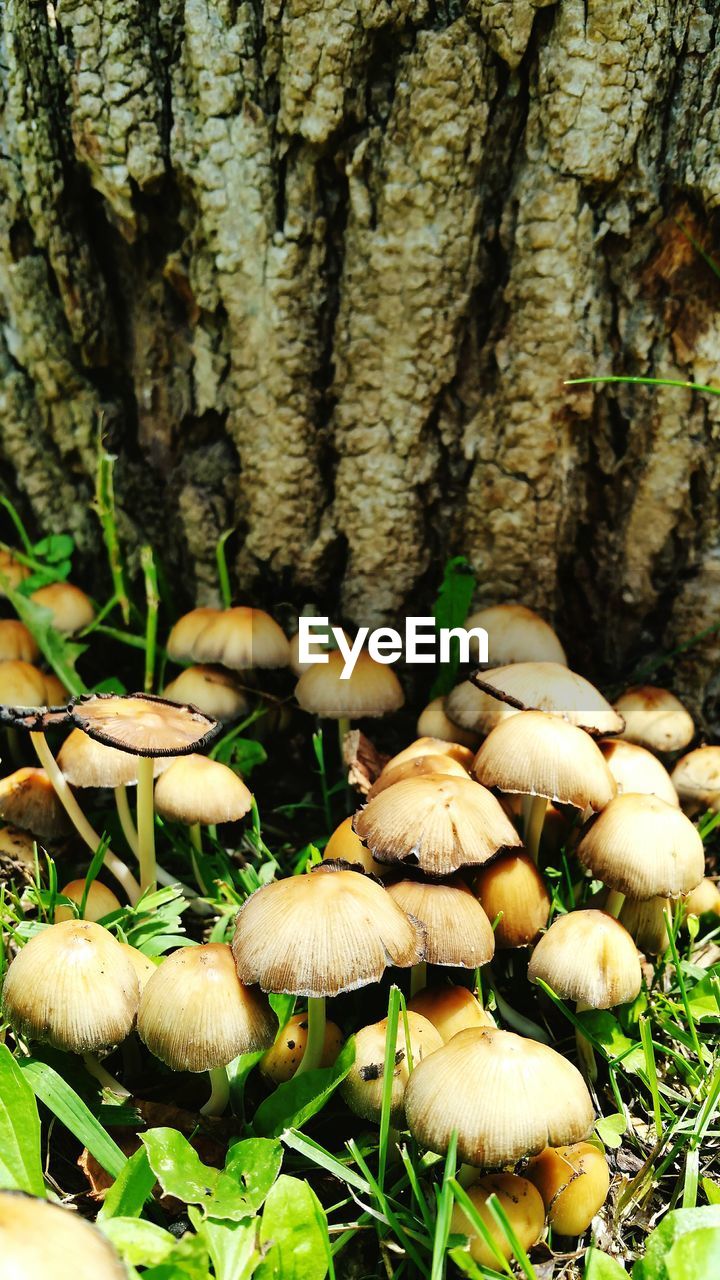 CLOSE-UP OF MUSHROOMS ON TREE TRUNK