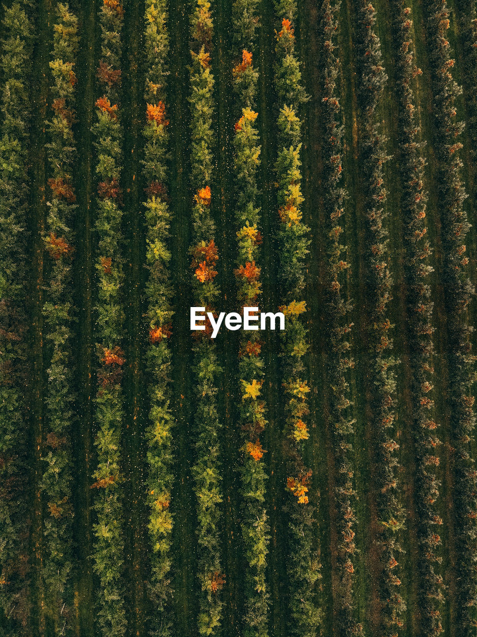 Aerial shot  of apple farm 