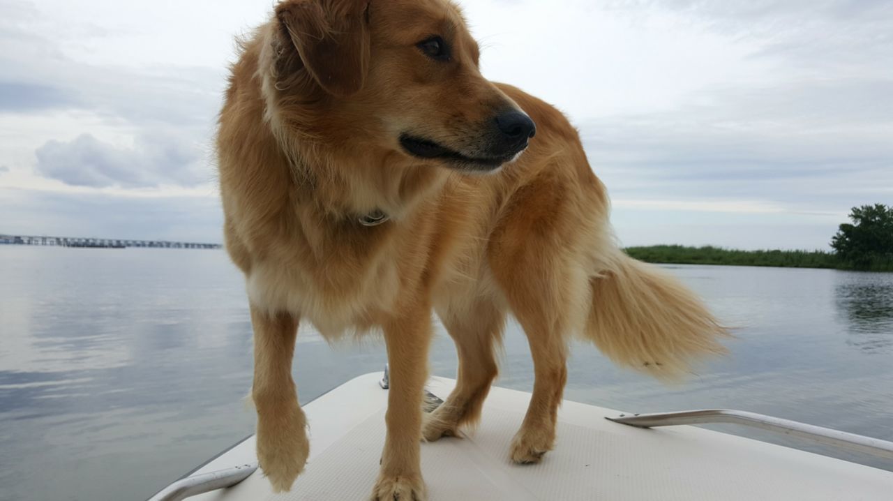 DOG ON LAKE BY SHORE AGAINST SKY