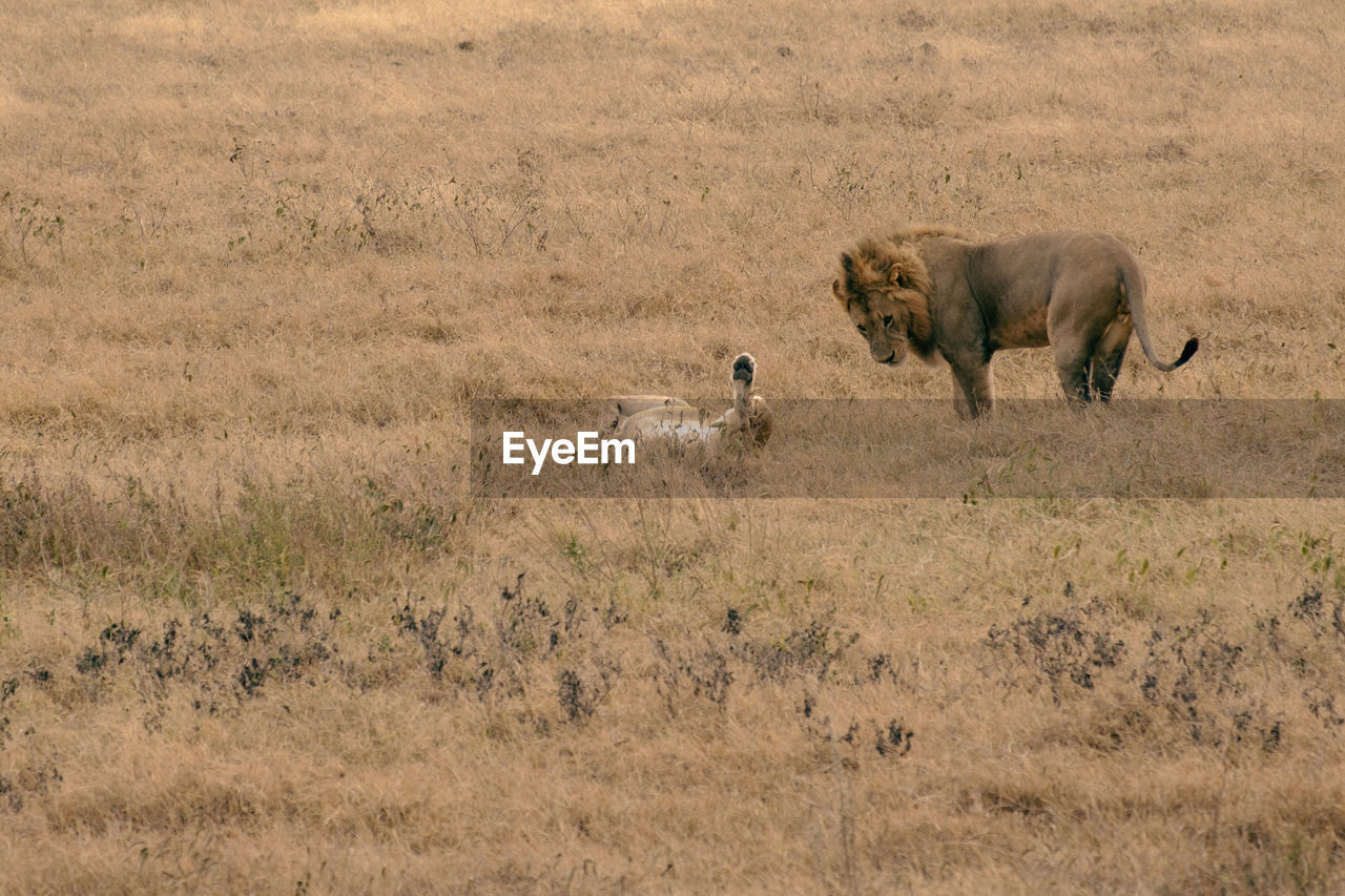 VIEW OF CATS IN A FIELD