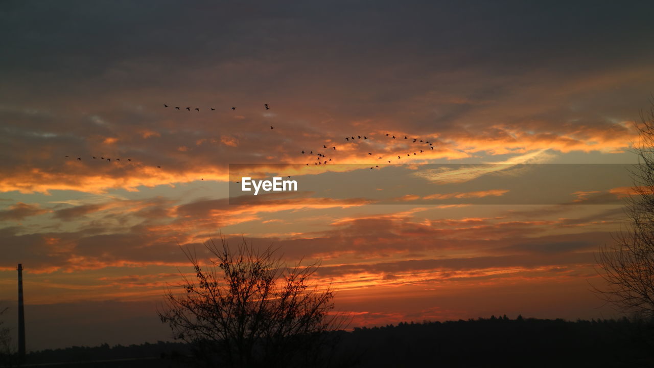 LOW ANGLE VIEW OF SILHOUETTE TREES AGAINST SKY DURING SUNSET