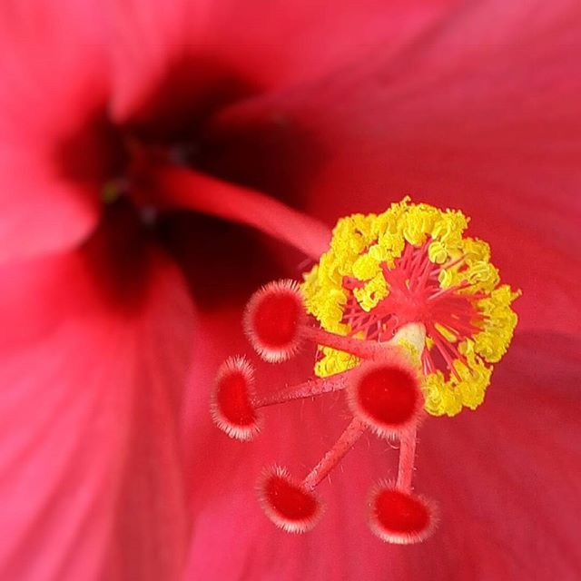 EXTREME CLOSE-UP OF PINK FLOWER