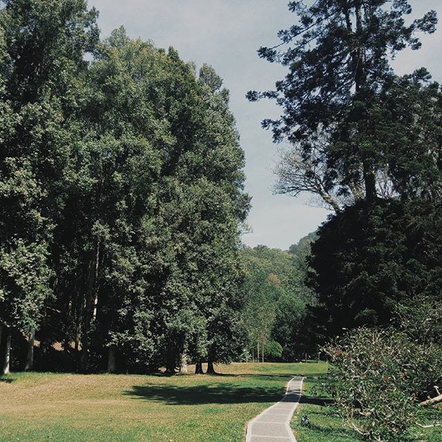 ROAD PASSING THROUGH FOREST