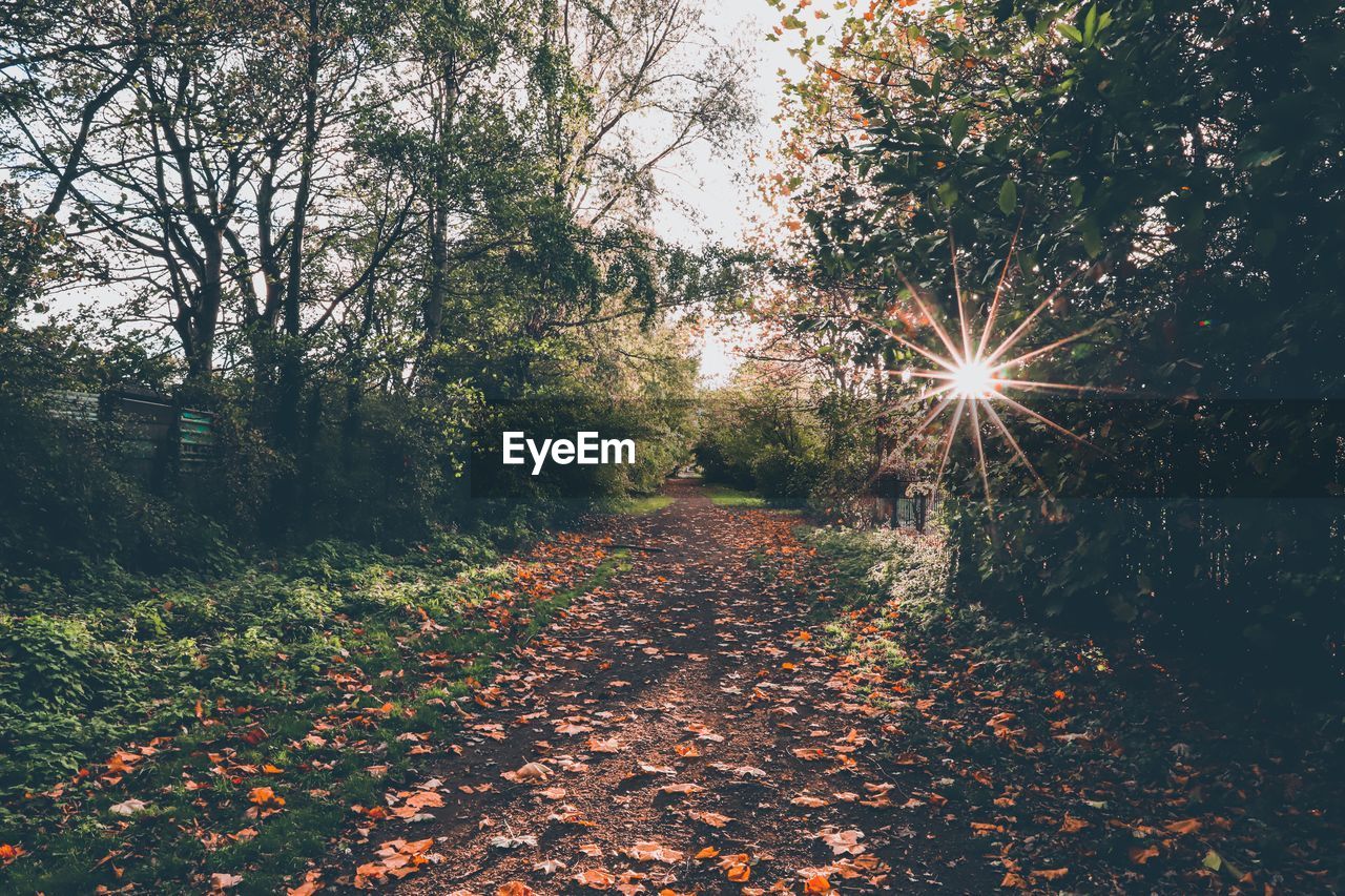 Sunlight falling on autumn leaves in forest