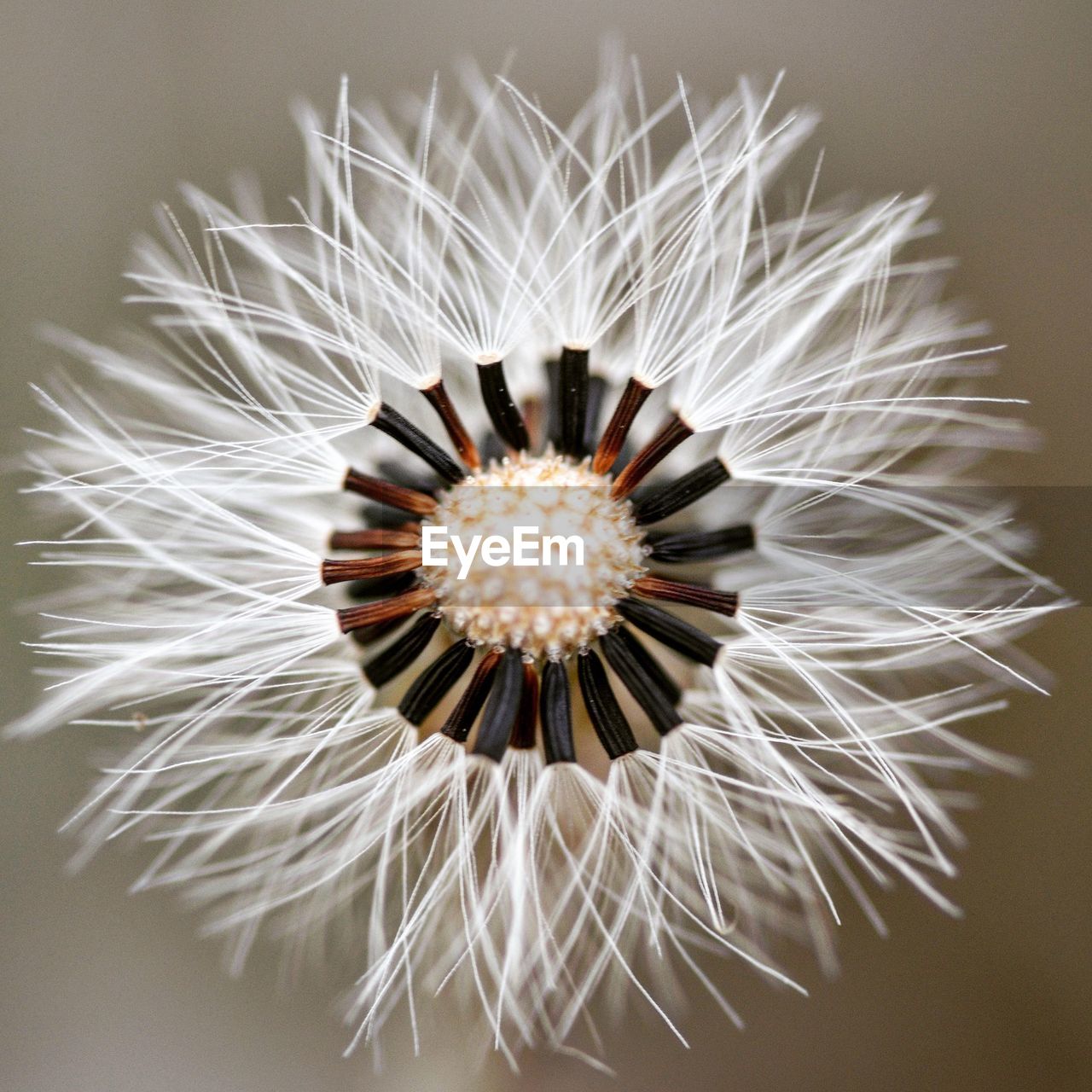 CLOSE-UP OF WHITE DANDELION