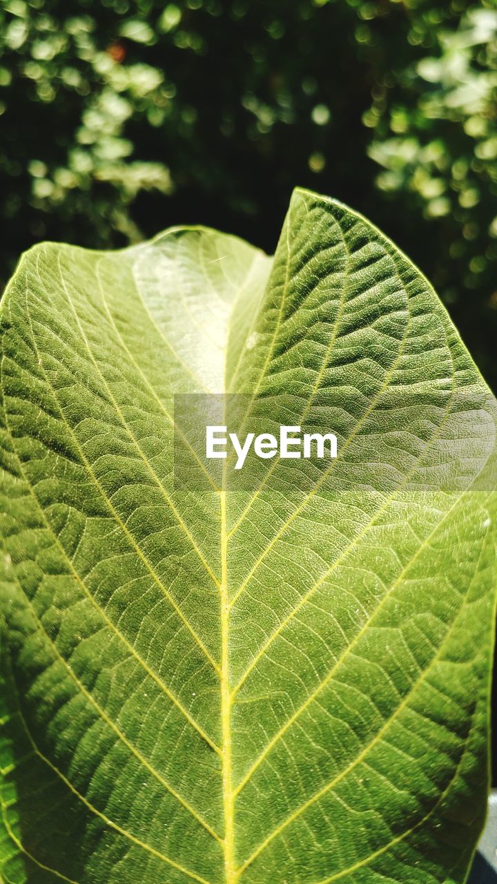 MACRO SHOT OF LEAVES